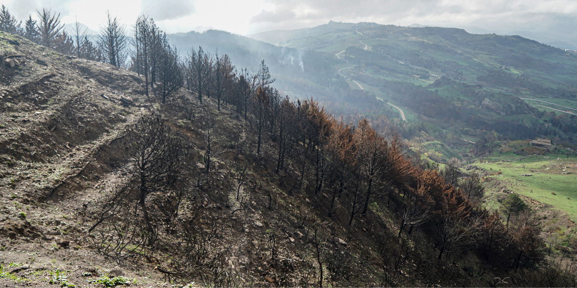 Comment les feux de forêt et le réchauffement climatique assombrissent l’avenir de la Sicile